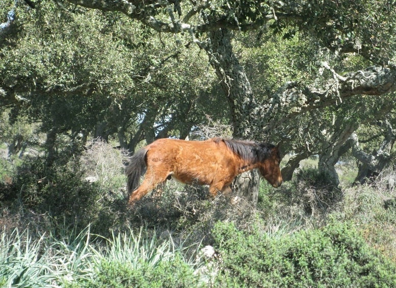 Picture 9 for Activity Cagliari: Su Nuraxi Barumini Unesco & Giara Horses 4h Tour