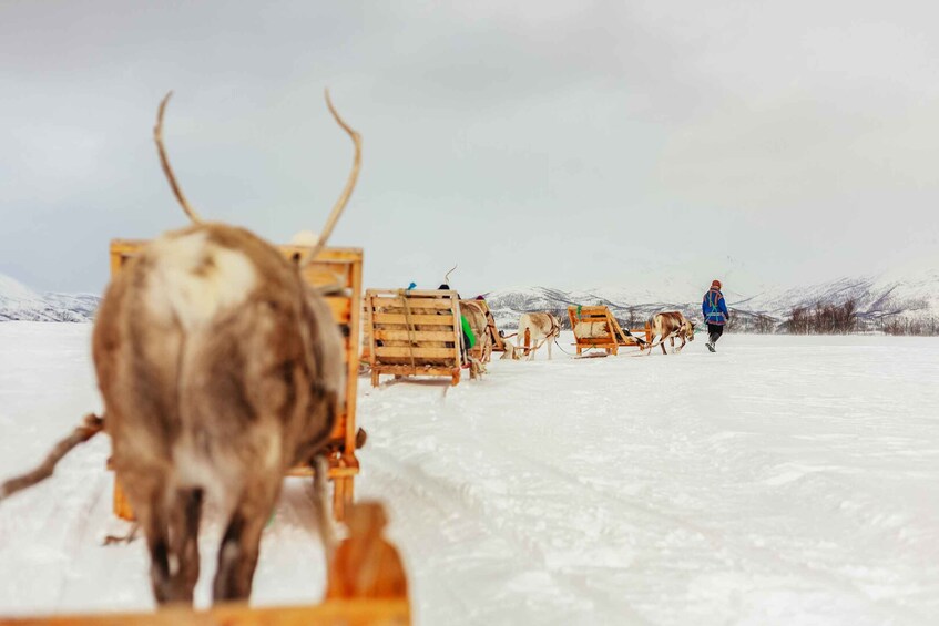 Picture 17 for Activity Tromsø: Reindeer Sledding & Feeding with a Sami Guide