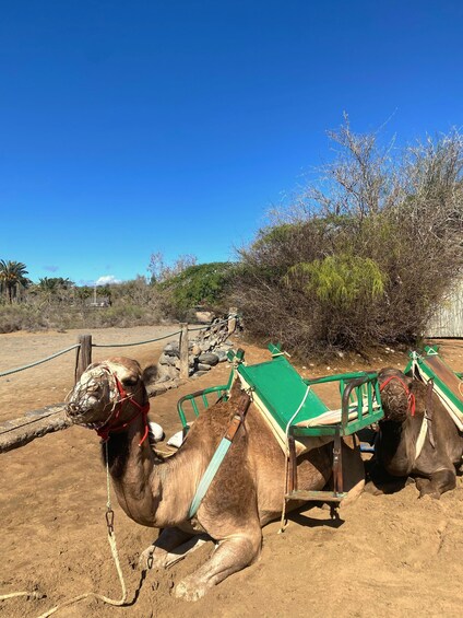 Picture 6 for Activity Maspalomas: Guided Camel Ride in the Maspalomas Sand Dunes