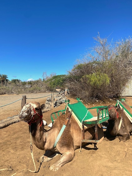 Picture 6 for Activity Maspalomas: Guided Camel Ride in the Maspalomas Sand Dunes