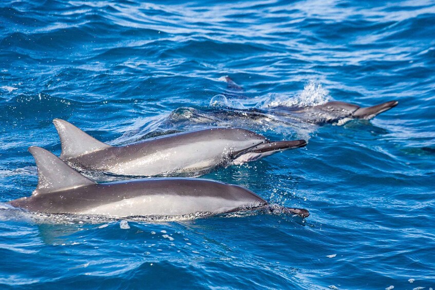 Picture 3 for Activity Honolulu: Glass Bottom Boat Tour along Oahu's South Shore
