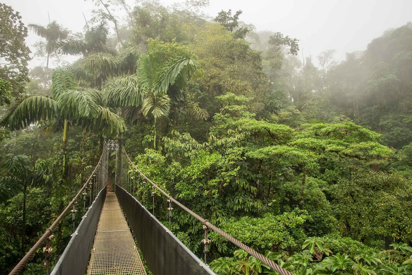 Picture 20 for Activity Arenal Hanging Bridges Half-Day Tour from La Fortuna