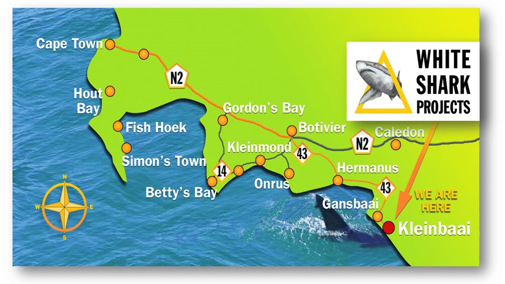 Picture 16 for Activity From Hermanus or Cape Town: Shark Cage Diving Experience