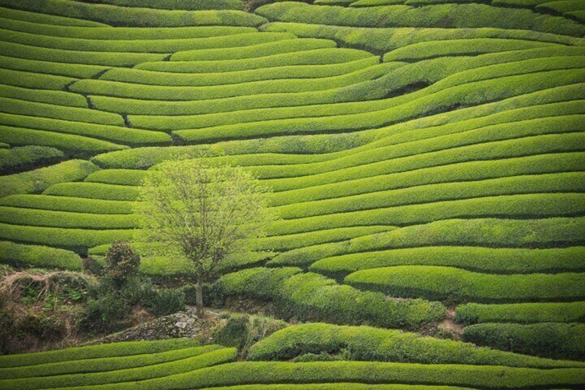 Hidden Kyoto Matcha Farm