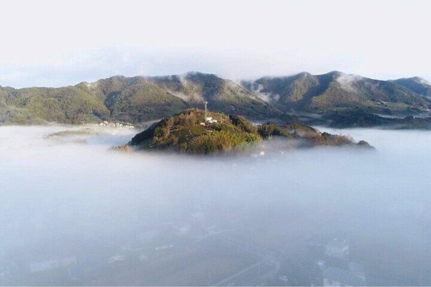 Tea Farm in Winter