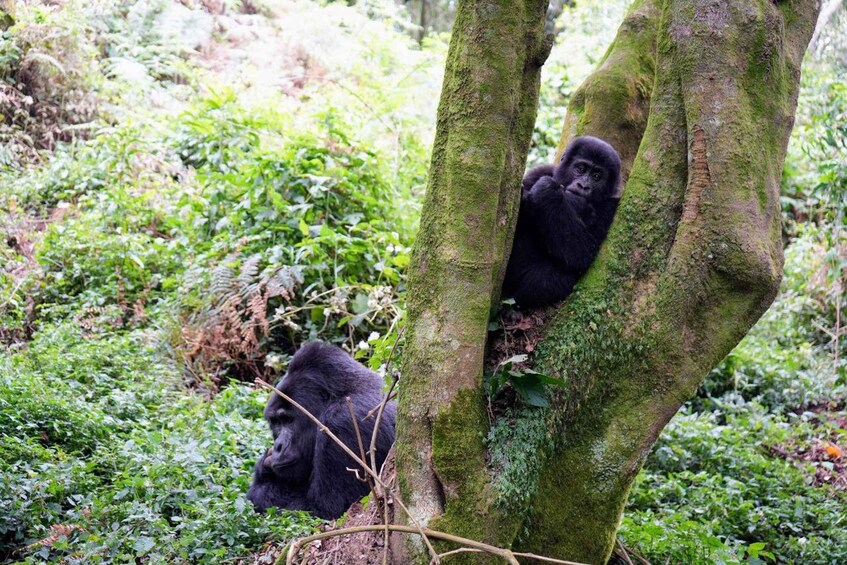 Picture 4 for Activity 3 Day Gorillas Trekking And Golden Monkeys Tracking