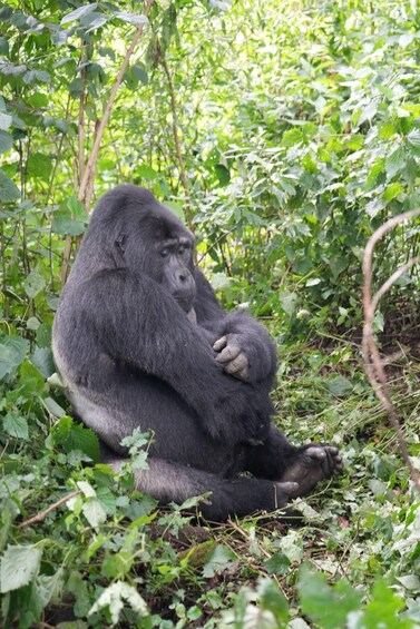 Picture 6 for Activity 3 Day Gorillas Trekking And Golden Monkeys Tracking