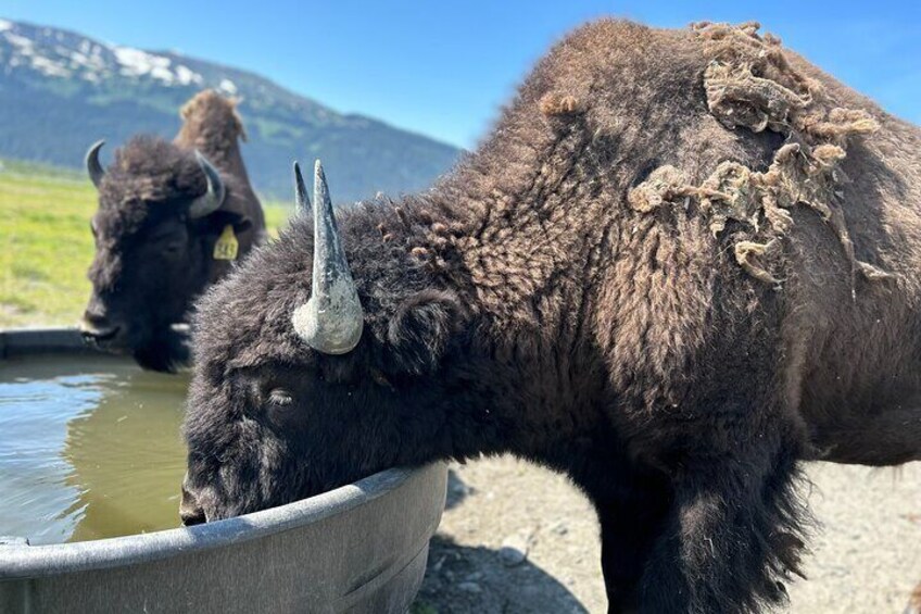 Wood Bison