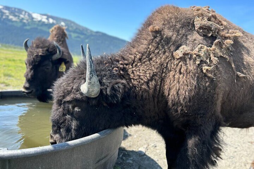 Wood Bison