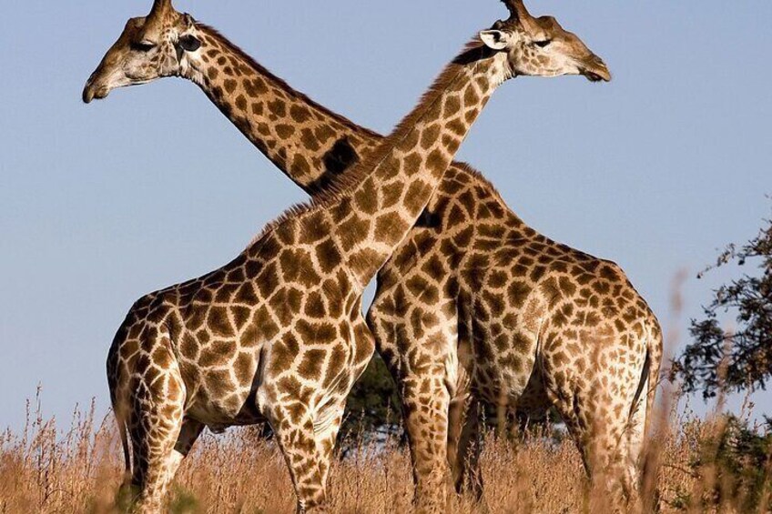 Aquila Safaris Park with Transportation and Lunch private tour