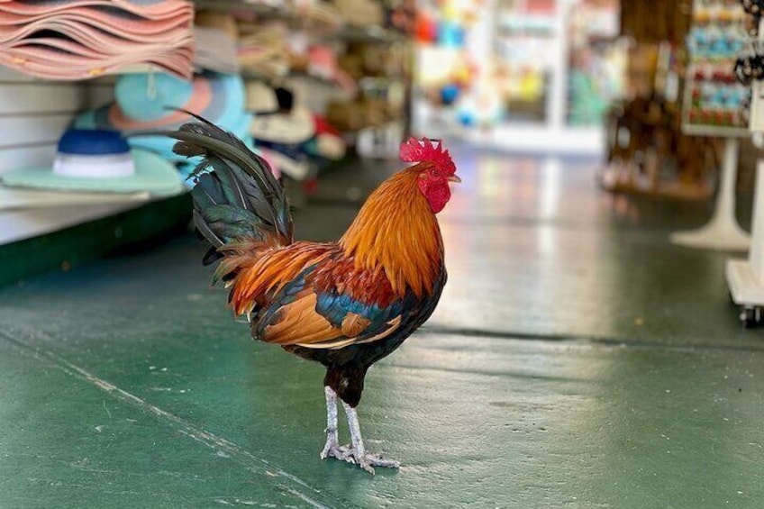 Chickens all over!