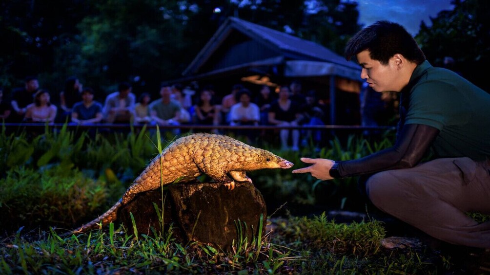 Night Safari Singapore