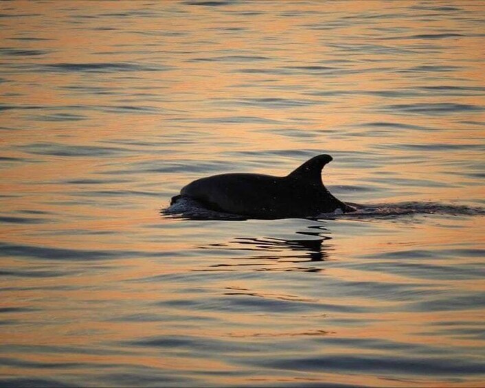 Picture 1 for Activity From Poreč: Evening Dolphin Cruise with Welcome Drink