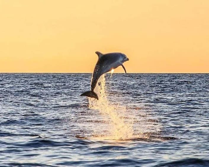 Picture 2 for Activity From Poreč: Evening Dolphin Cruise with Welcome Drink