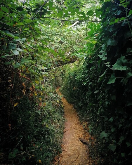 Twilight Hiking in Sintra with a Local Writer