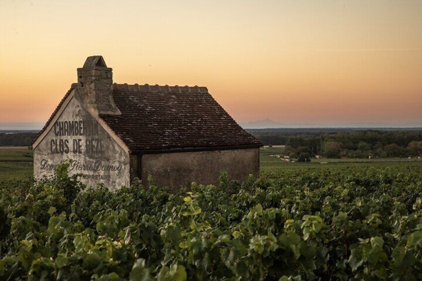 Full-Day Private Wine Tour in Côte de Nuits