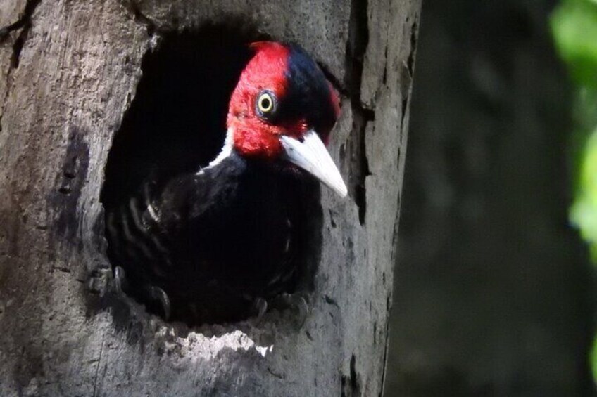 Watching the Woodpecker in his tree house.