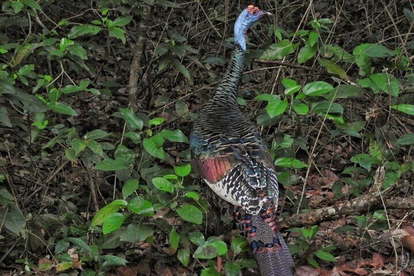 Ocellated Turkey on the edge of the trail.