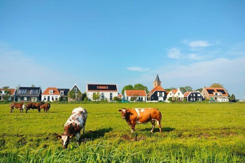 Zunderdorp with its cows