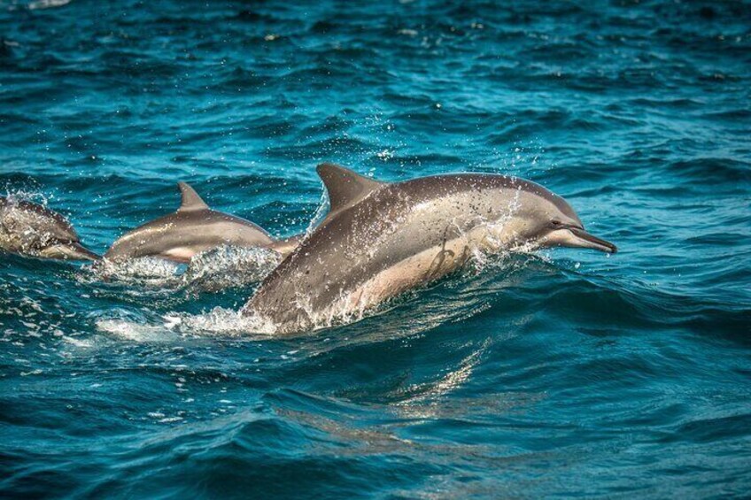 Dolphins