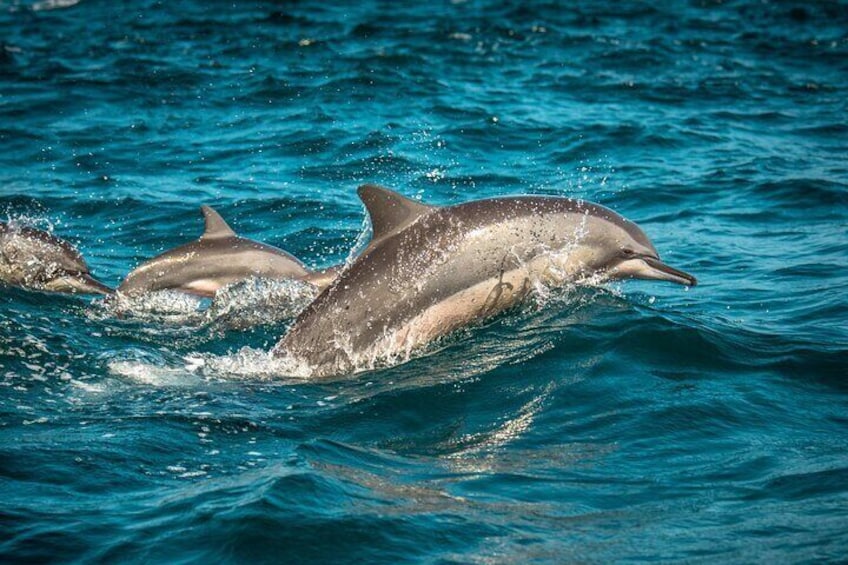 Dolphins