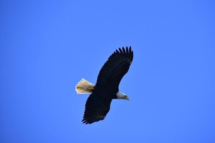 One of the many Bald Eagles we could see.