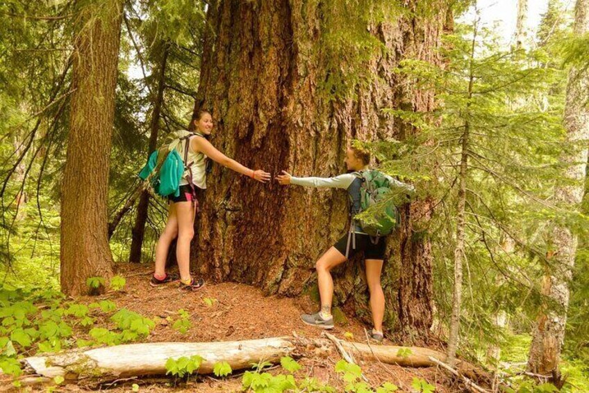 Explore Snoqualmie, Waterfalls and an Ancient Forest
