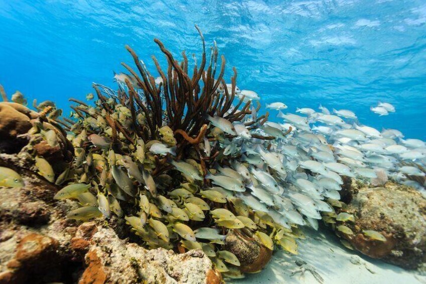 Full-Day Private Tour Hol Chan Bucket List Snorkeling and Marine