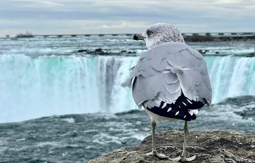 Picture 21 for Activity Toronto: Niagara Falls, Boat Ride & Journey Behind the Falls