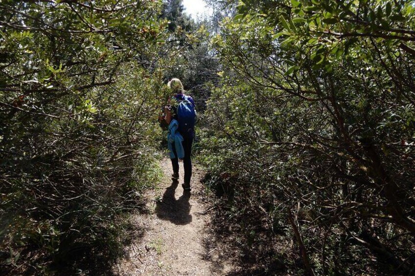 Along the path that crosses the typical Mediterranean scrub full of shrubs.