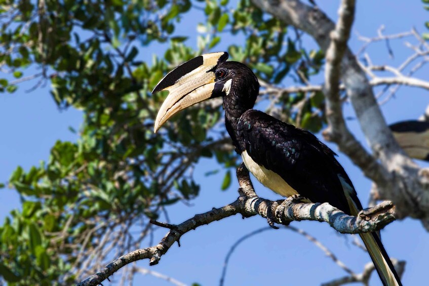 Picture 13 for Activity From Colombo: Yala National Park 4x4 Safari with Transfers