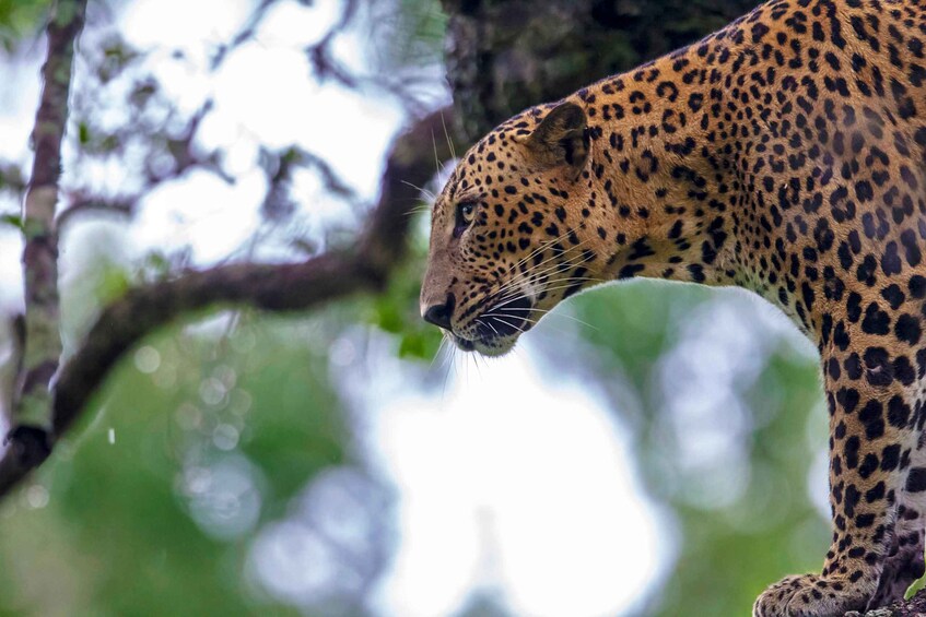 Picture 1 for Activity From Colombo: Yala National Park 4x4 Safari with Transfers