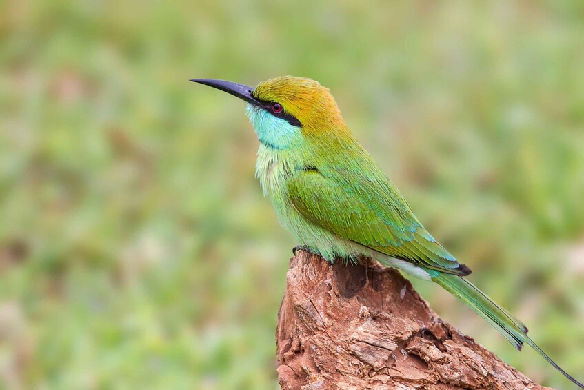 Picture 4 for Activity From Colombo: Yala National Park 4x4 Safari with Transfers