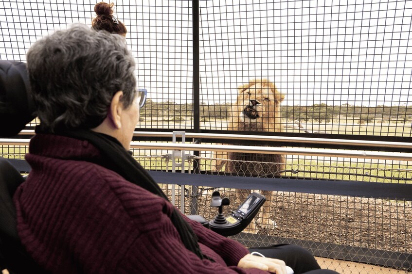 Picture 3 for Activity Lions 360 Experience and a Day at Monarto Safari Park