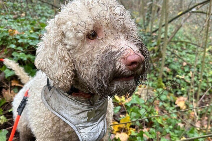 Truffle Hunting and Lunch in Piedmont Trattoria