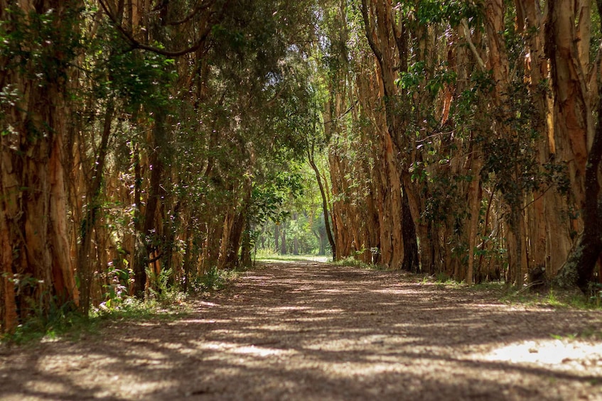 Gold Coast Hinterland Kangaroo & Mountain Views Day Tour