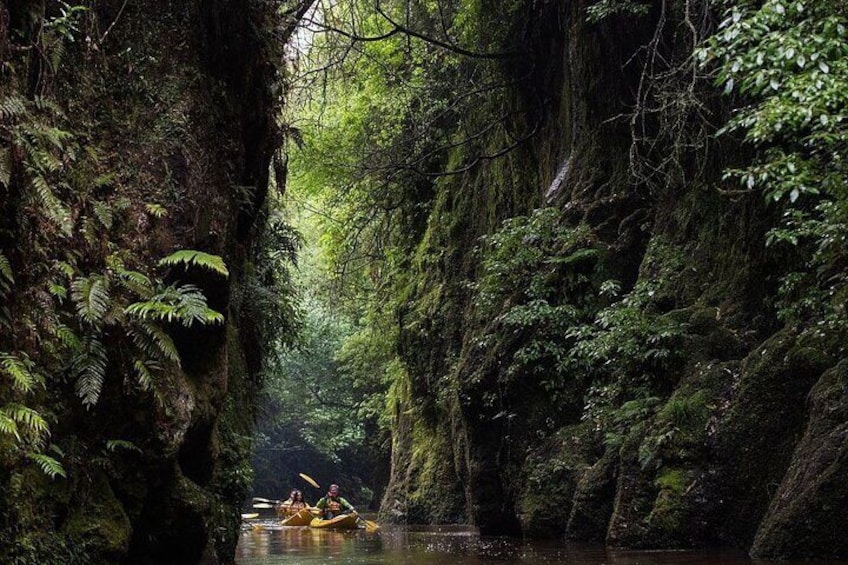 Twilight Kayak Glowworm Tour with Stargazing
