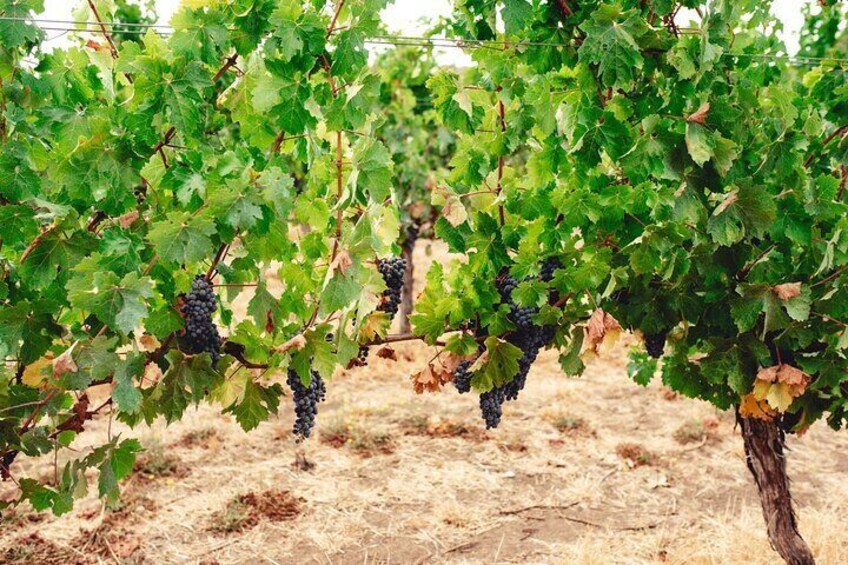 Premium Winery Tour with Tannin Road (Departs Dunsborough)