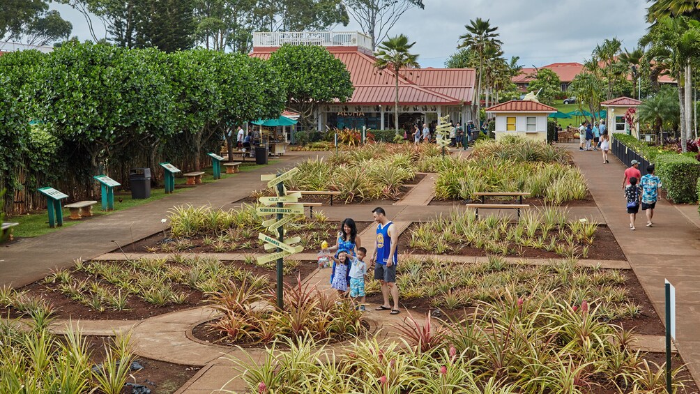 Haleiwa Express & Dole Plantation