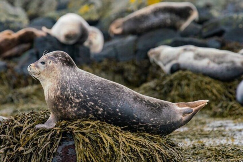 Private Mini-Bus Snaefellsnes Peninsula Tour up to 15 Travelers
