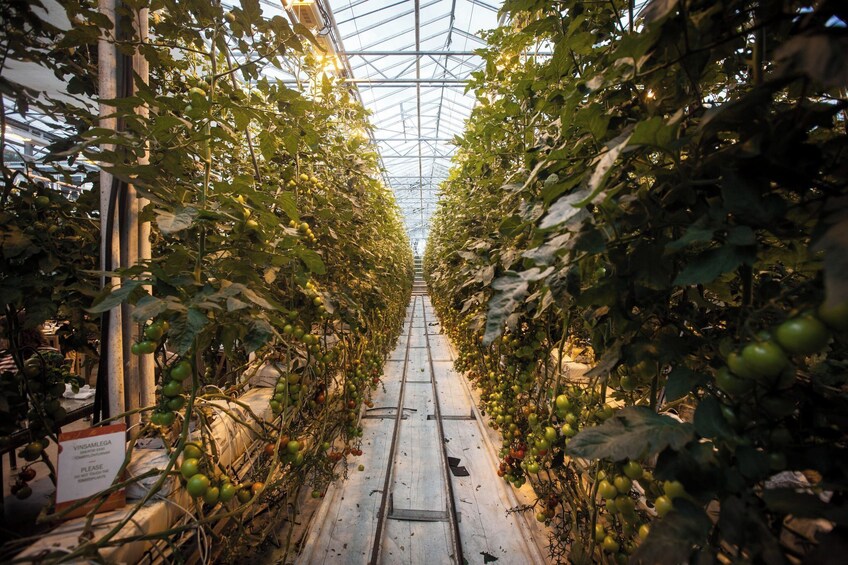 Golden Circle Tales, Tomato Farm & Kerid! Small Group Adventure