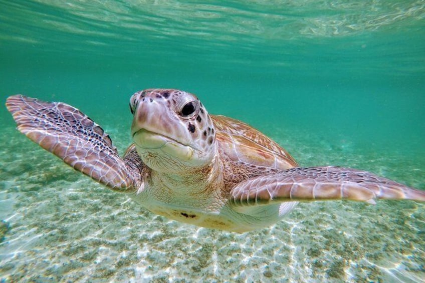 Private Cenote & Snorkeling Tour with Turtles in Akumal