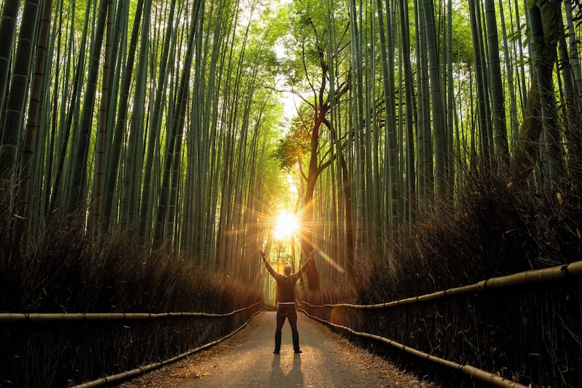 Kyoto Highlights: with Nijo Castle Ticket & Bamboo Forest