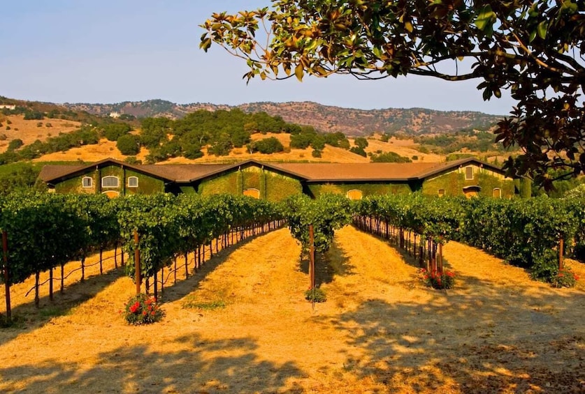 BEST Napa Valley & Sausalito Day Tour from San Francisco