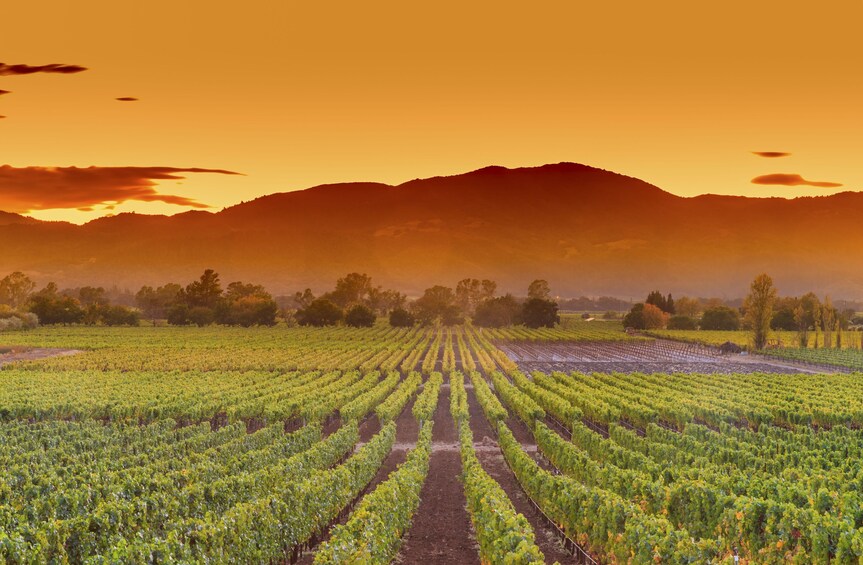 BEST Napa Valley & Sausalito Day Tour from San Francisco 
