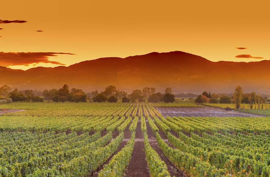 BEST Napa Valley & Sausalito Day Tour from San Francisco
