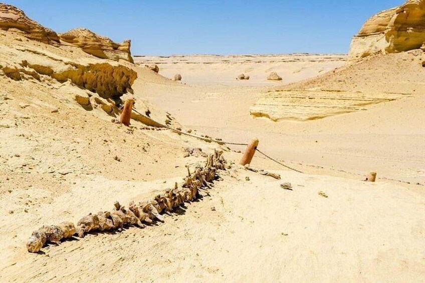 Whale Valley and Wadi El Rayan El Fayoum Day Tour from Cairo