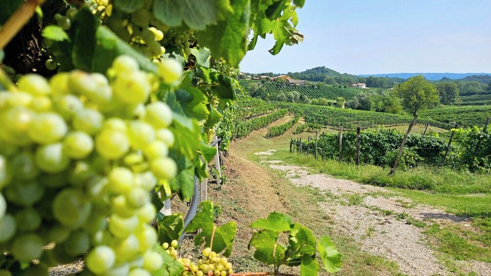 From Venice: Prosecco Full Experience with Wine Tasting and Lunch