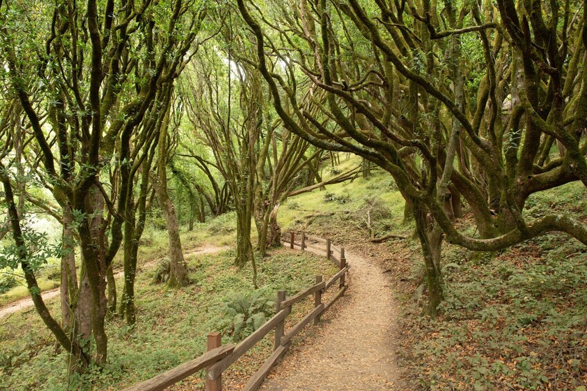 Muir Woods Self-Guided Walking and Driving Audio Tour