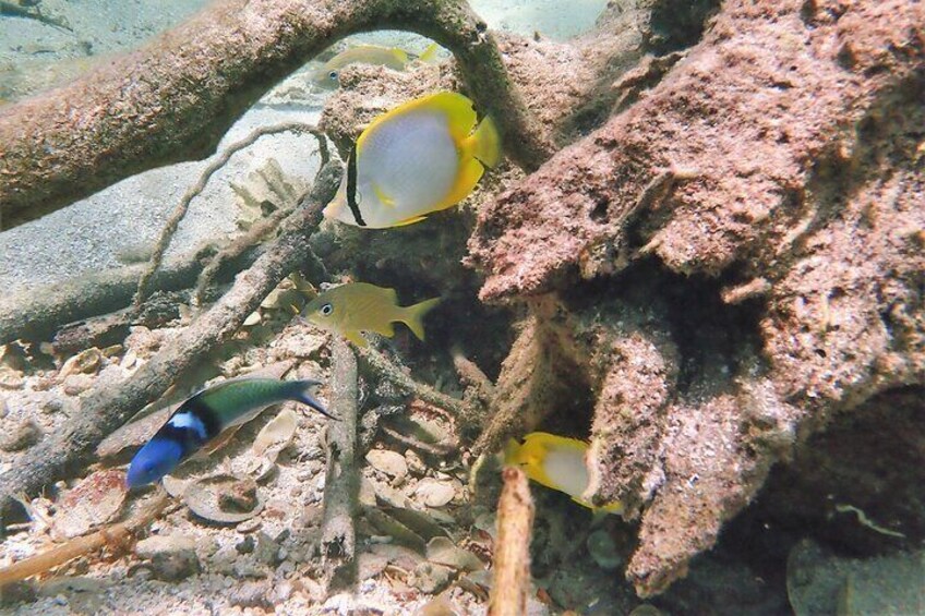 Mangrove Lagoon Kayak, Snorkel & Swim Excursion